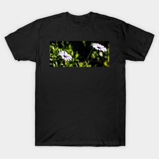 Two white African daisies or Cape Daisies T-Shirt